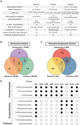 Ribosome Biogenesis in Archaea